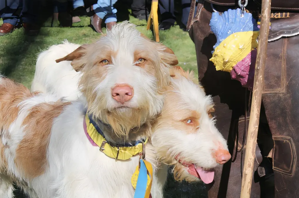 Perros@imagen archivo