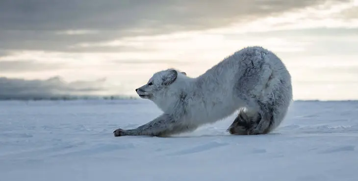 Episode 2 - Growing Up. PICTURE SHOWS: An Arctic fox (Vulpes lagopus) stretches in the morning light. Having survived their first winter, young foxes still face a huge struggle finding enough food to last them until summer. Canada.