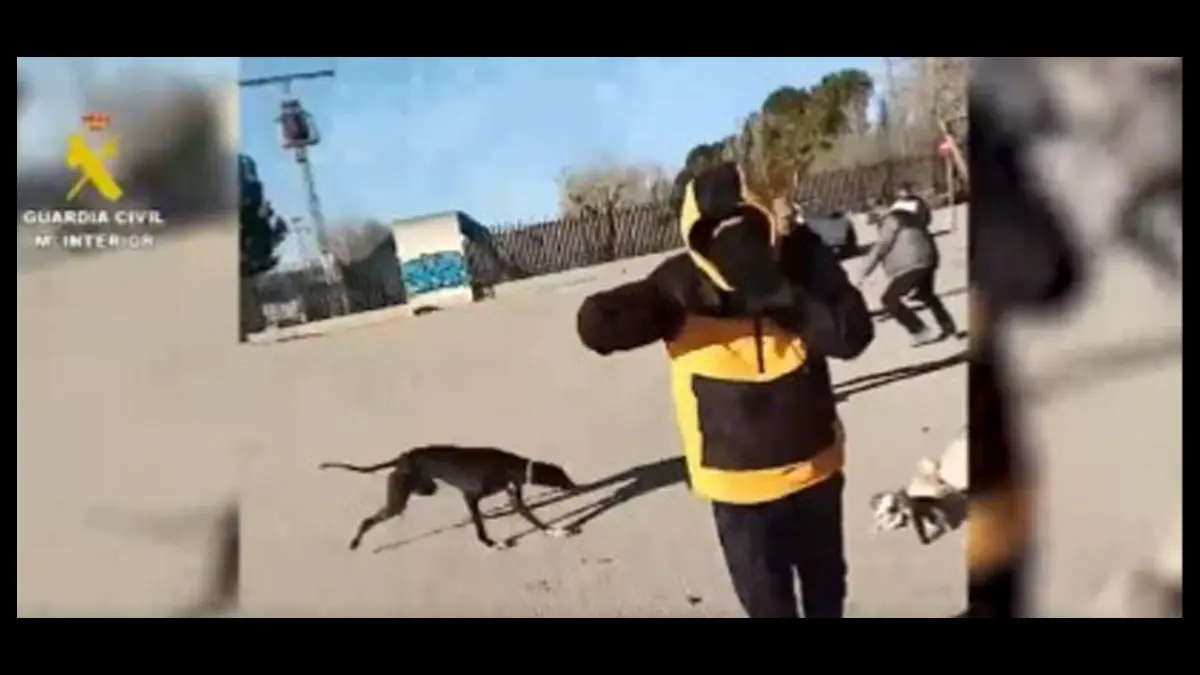 Galgos y gatos