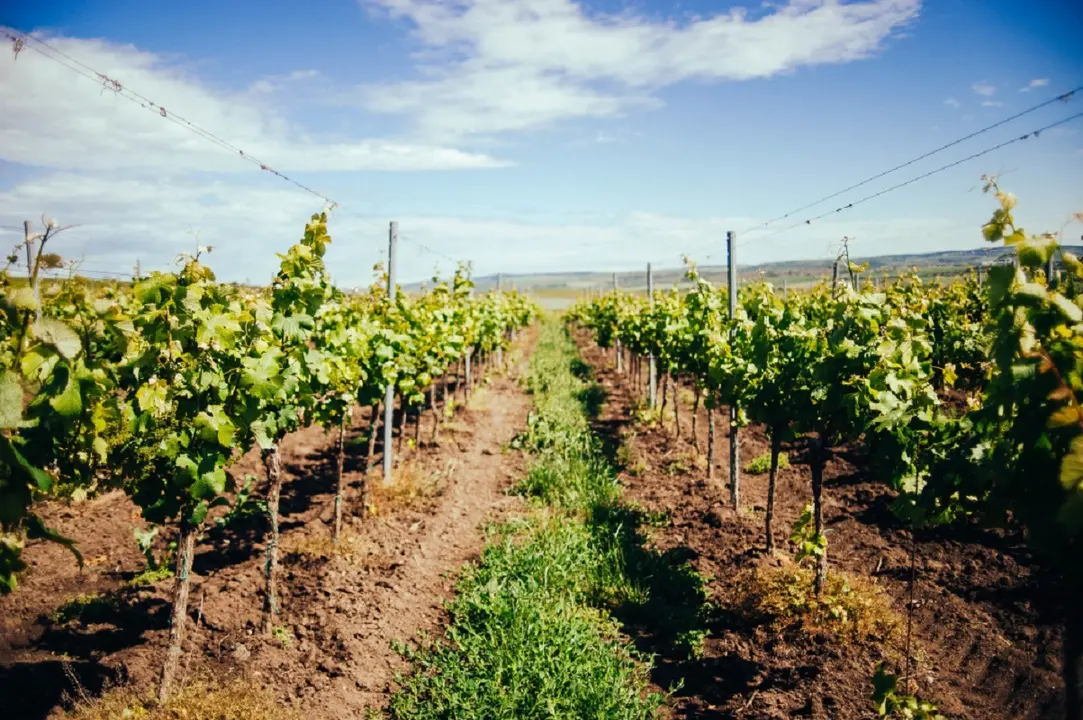 <a href="https://www.freepik.es/foto-gratis/vista-hermoso-vinedo-verde-region-moravia-sur-dia_17245926.htm#query=vendimia&position=23&from_view=search&track=sph">Imagen de wirestock</a> en Freepik