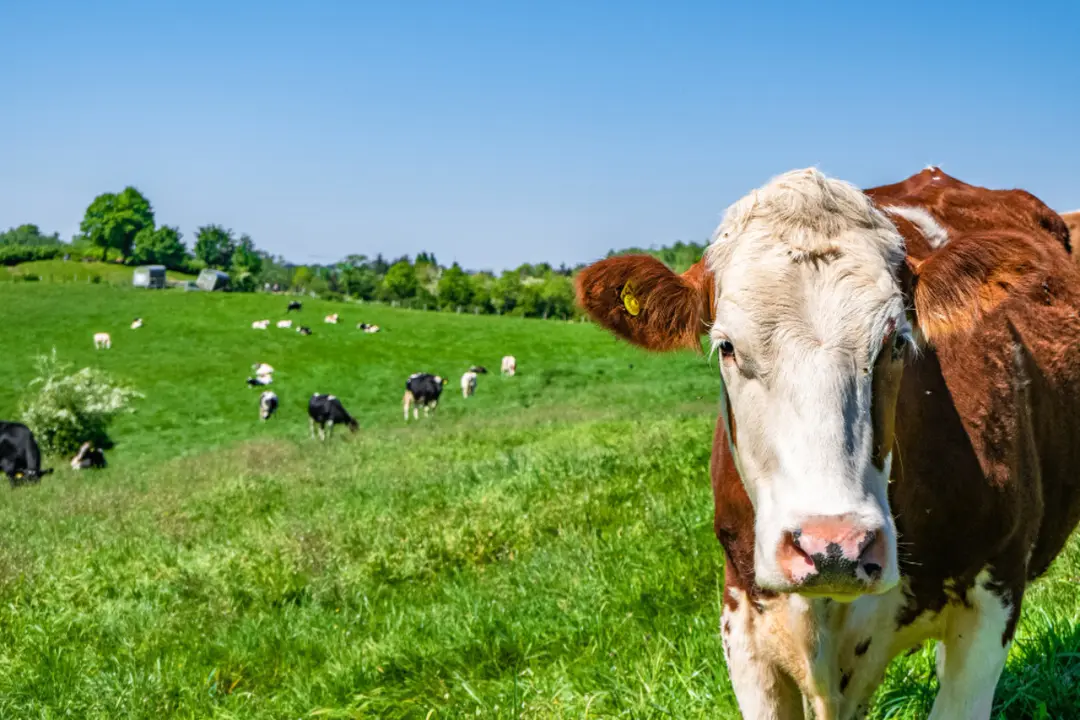 <a href="https://www.freepik.es/foto-gratis/vaca-blanca-marron-mirando-directamente-camara-rebano-vacas-pasto-segundo-plano_11301318.htm#query=vacas%20en%20el%20campo&position=0&from_view=search&track=ais">Imagen de wirestock</a> en Freepik