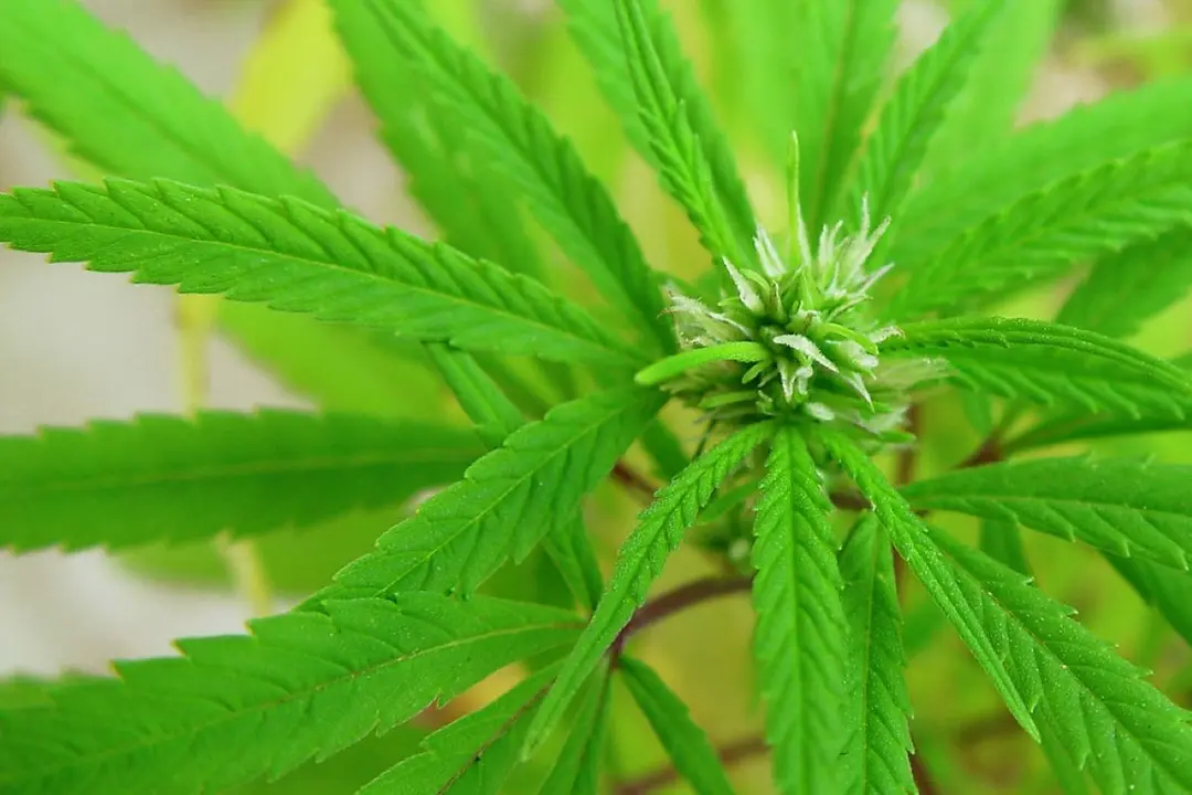 Hoja de cannabis / Flickr