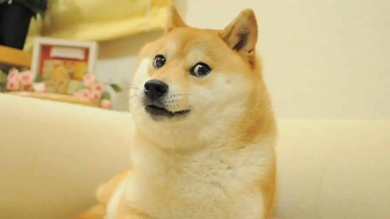Kabosu, el perro viral en redes sociales | Fuente: Redes sociales