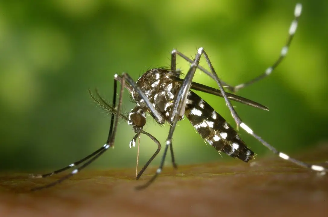 Mosquito ‘Aedes aegypti’ | Fuente: Pexels