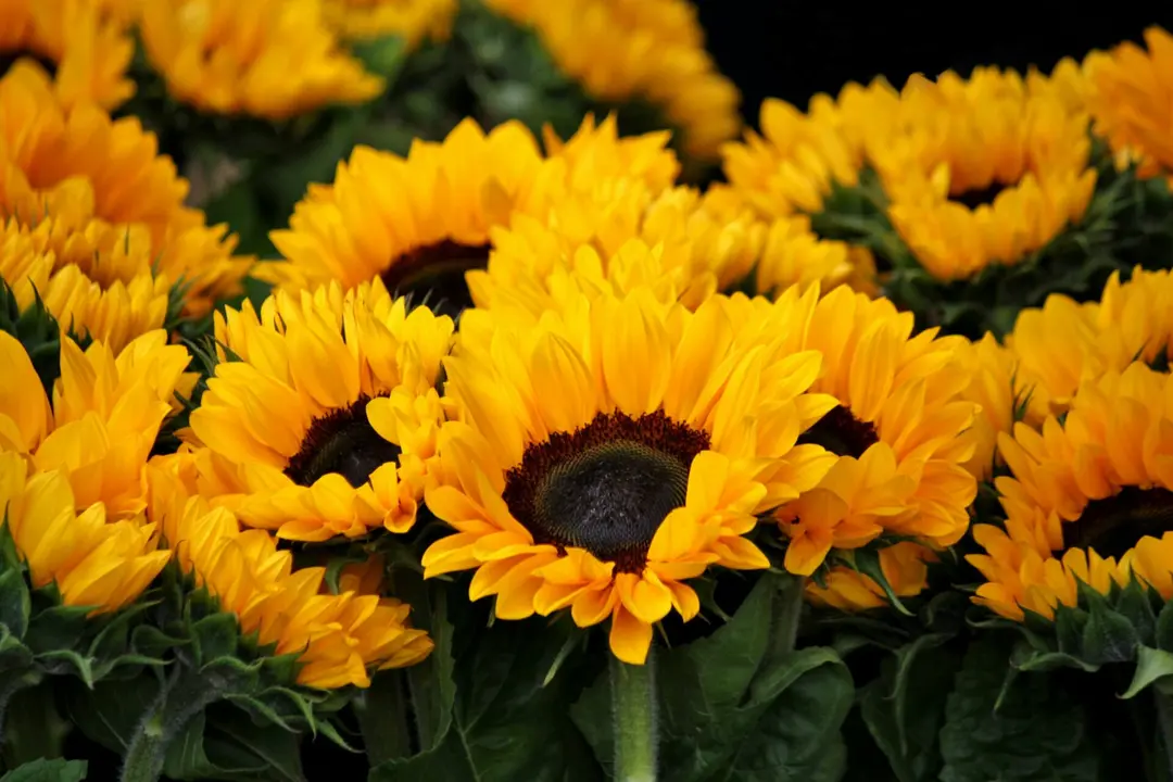 Girasoles amarillos | Fuente: Pexels