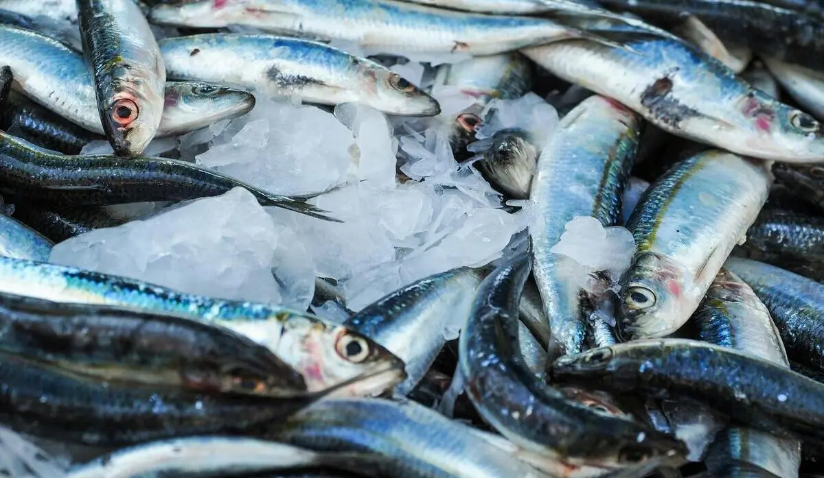 Pescado fresco | Fuente: Pexels
