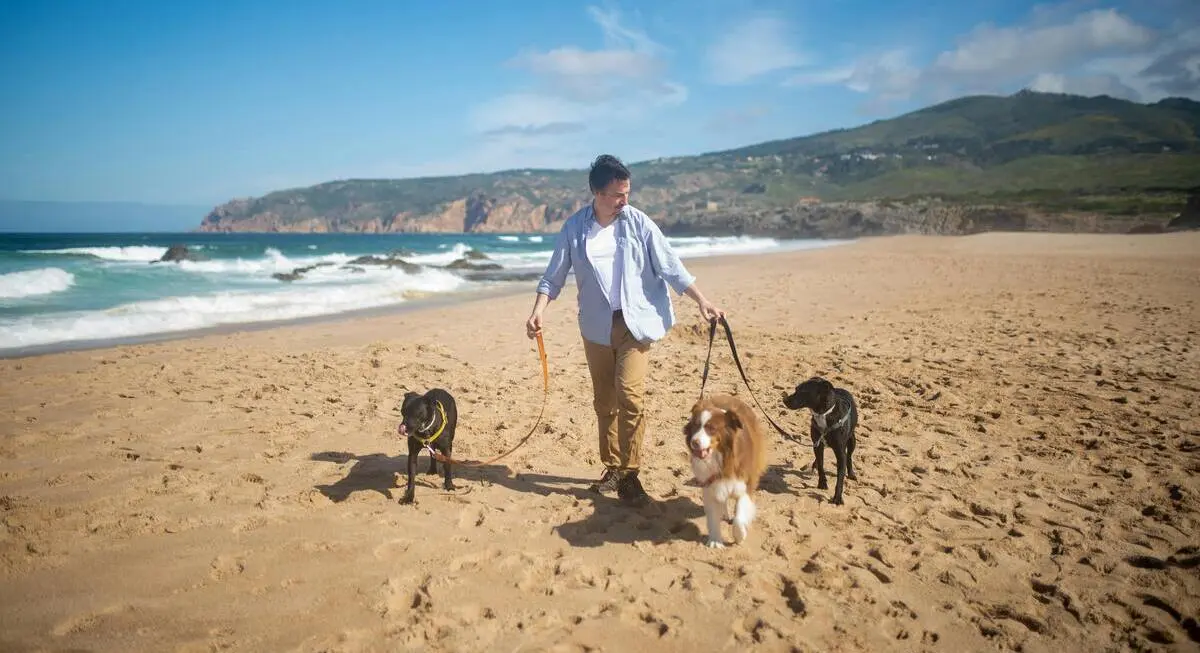 Perros en la playa | Fuente: Pexels