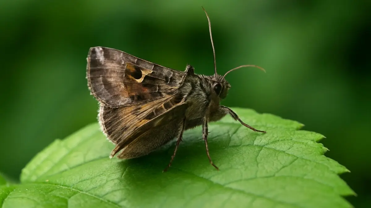 polilla