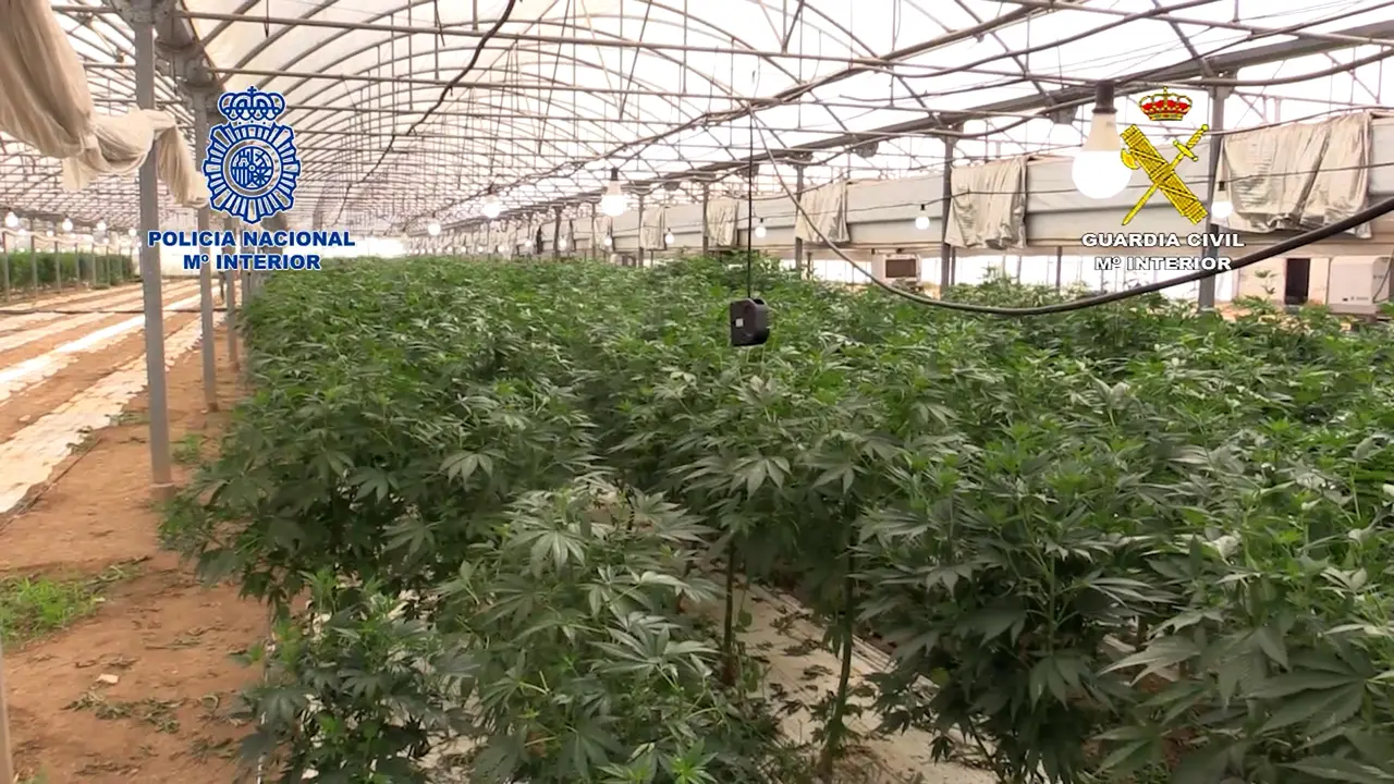 Plantación de marihuana en Barcelona