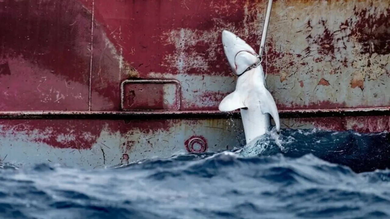 Imagen de la cría de un tiburón capturado por un barco en el Atlántico