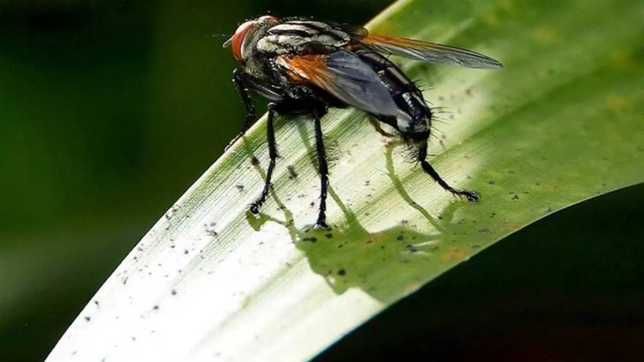 Imagen de la mosca negra. Fuente Saber vivir