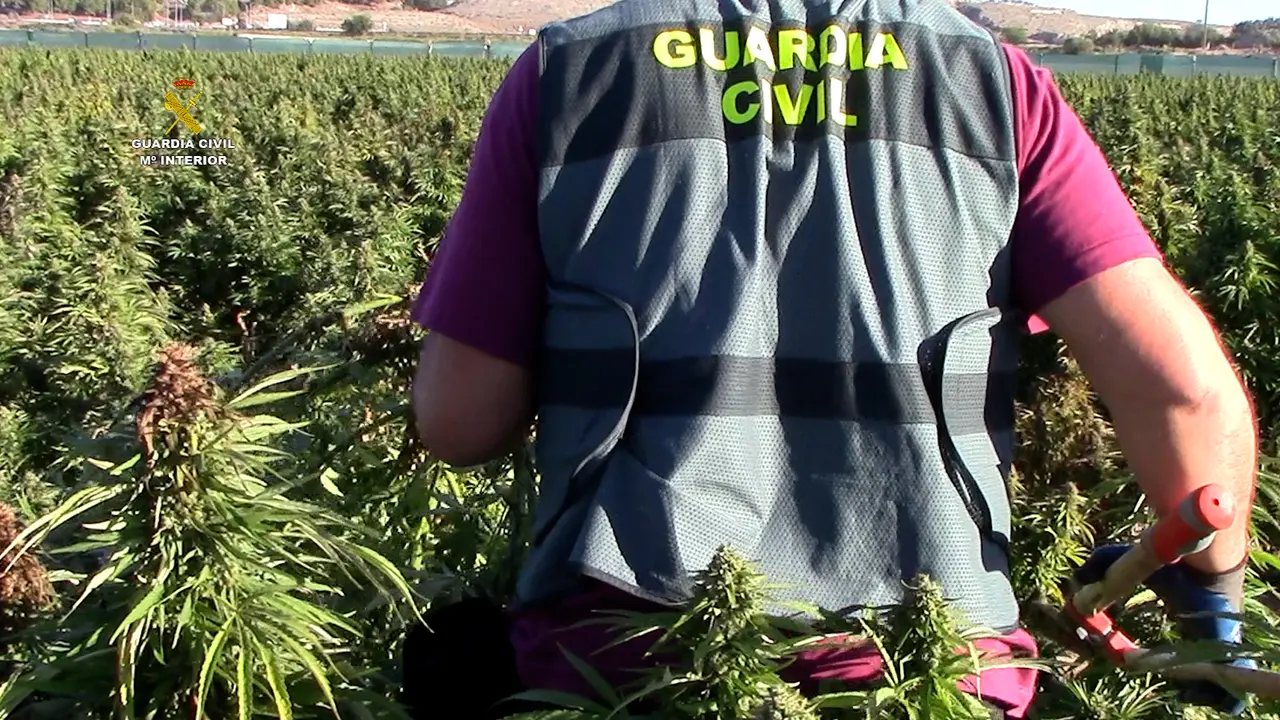Un cultivo de plantas de marihuana decomisado por la Guardia Civil