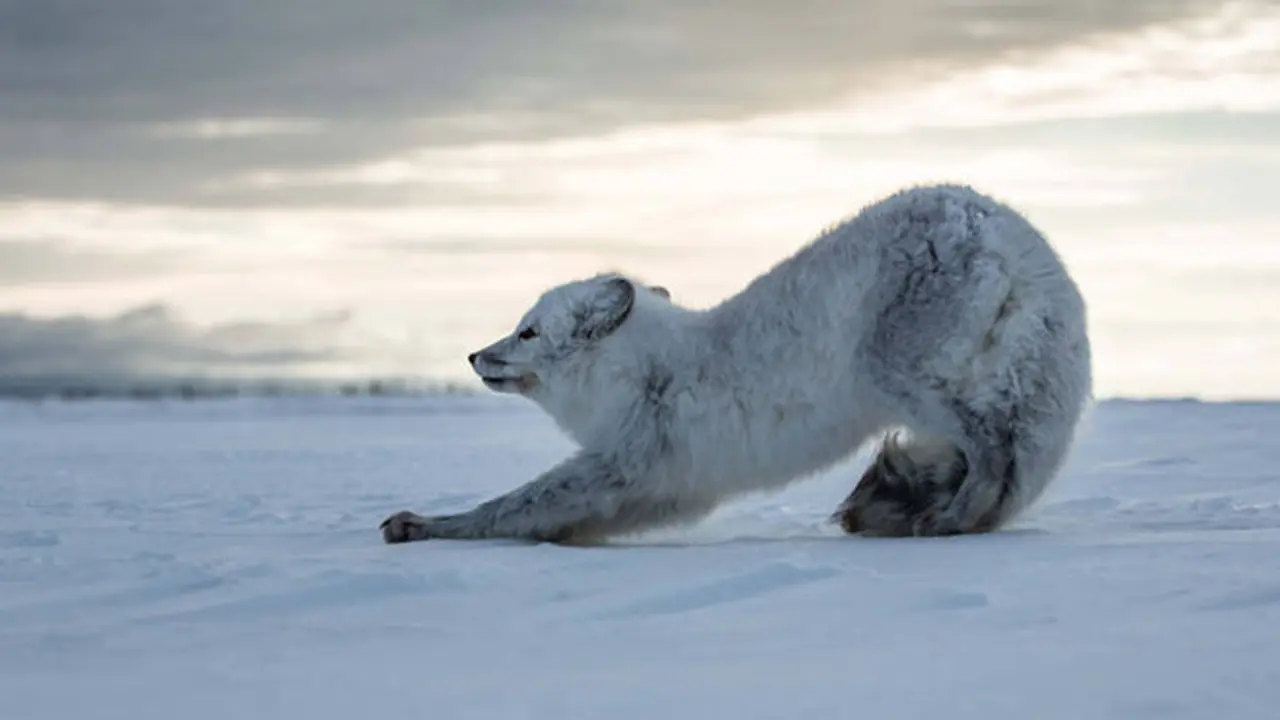 Episode 2 - Growing Up. PICTURE SHOWS: An Arctic fox (Vulpes lagopus) stretches in the morning light. Having survived their first winter, young foxes still face a huge struggle finding enough food to last them until summer. Canada.