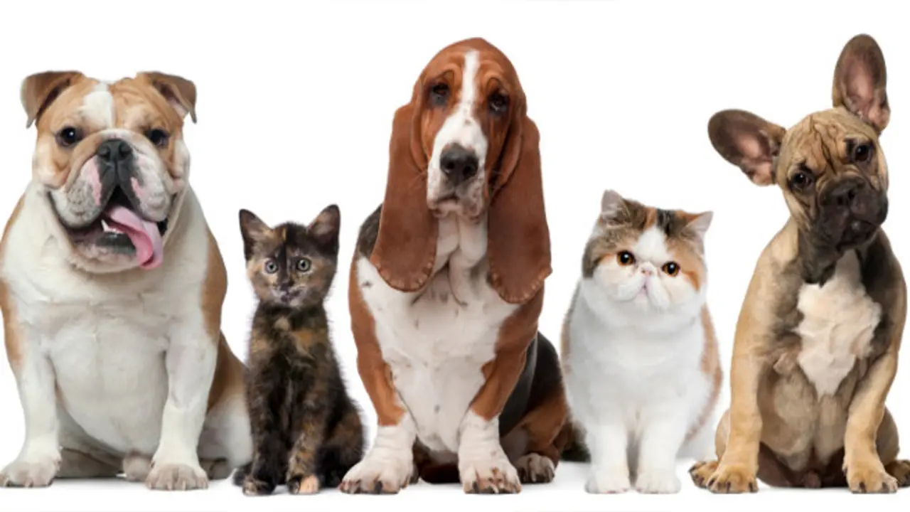 Group of cats and dogs