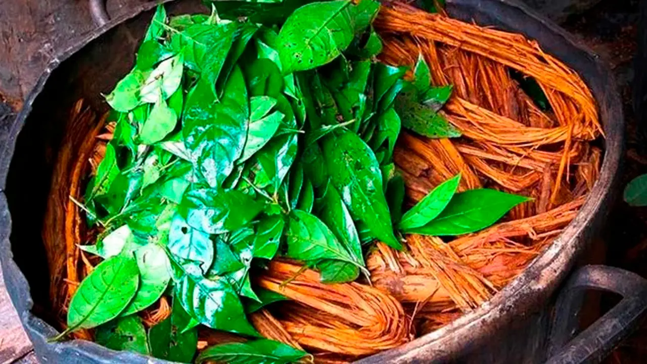 Cocinando Ayahuasca@archivo