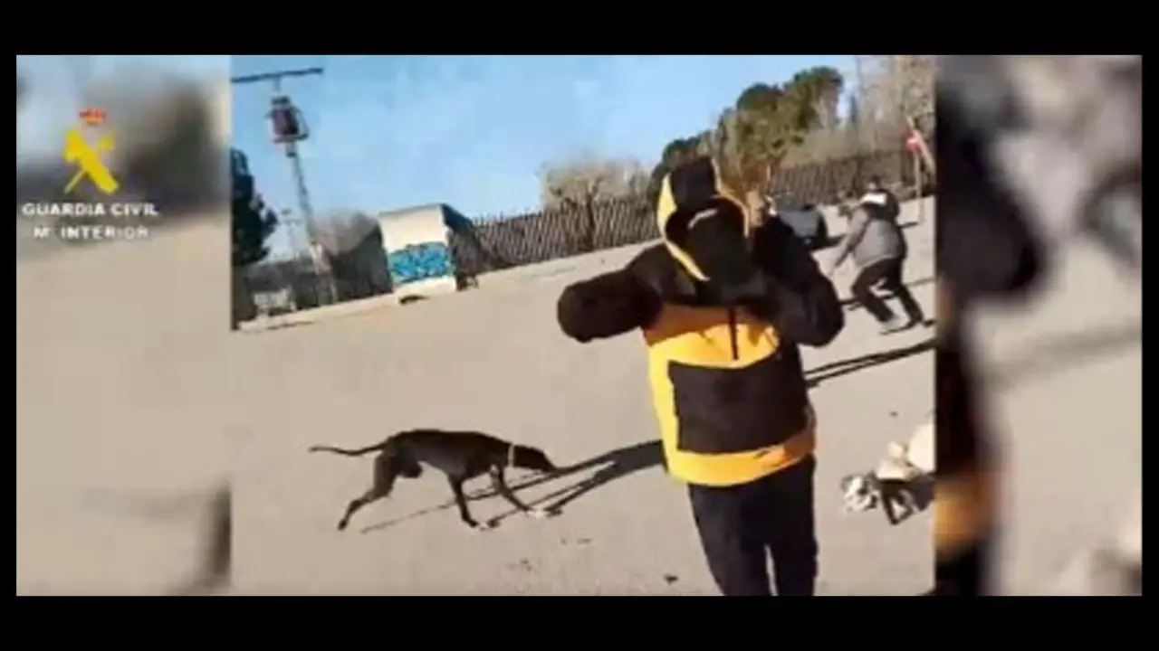 Galgos y gatos