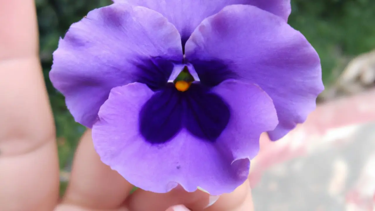 La relación entre el violeta y la lucha de las mujeres