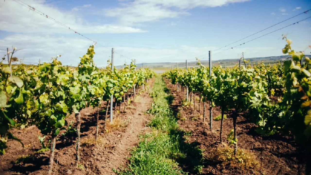 <a href="https://www.freepik.es/foto-gratis/vista-hermoso-vinedo-verde-region-moravia-sur-dia_17245926.htm#query=vendimia&position=23&from_view=search&track=sph">Imagen de wirestock</a> en Freepik
