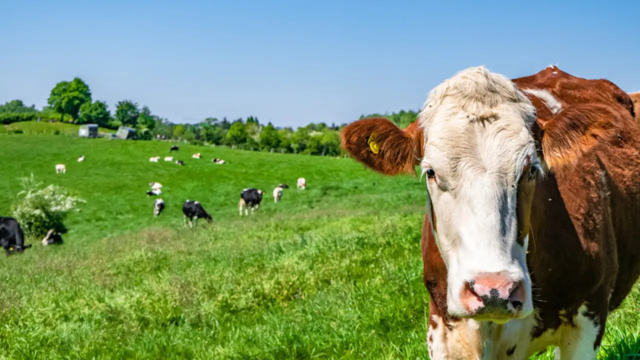 <a href="https://www.freepik.es/foto-gratis/vaca-blanca-marron-mirando-directamente-camara-rebano-vacas-pasto-segundo-plano_11301318.htm#query=vacas%20en%20el%20campo&position=0&from_view=search&track=ais">Imagen de wirestock</a> en Freepik