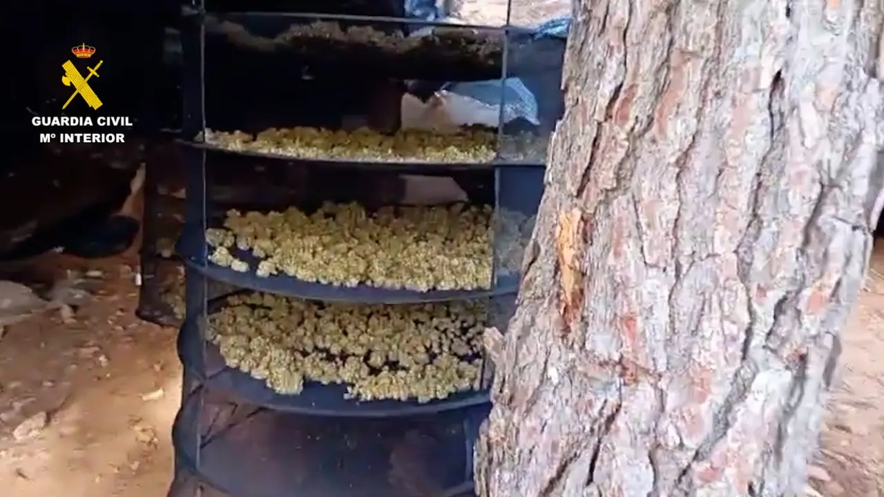 Cogollos marihuana decomisados Málaga