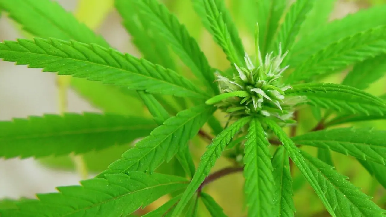 Hoja de cannabis / Flickr