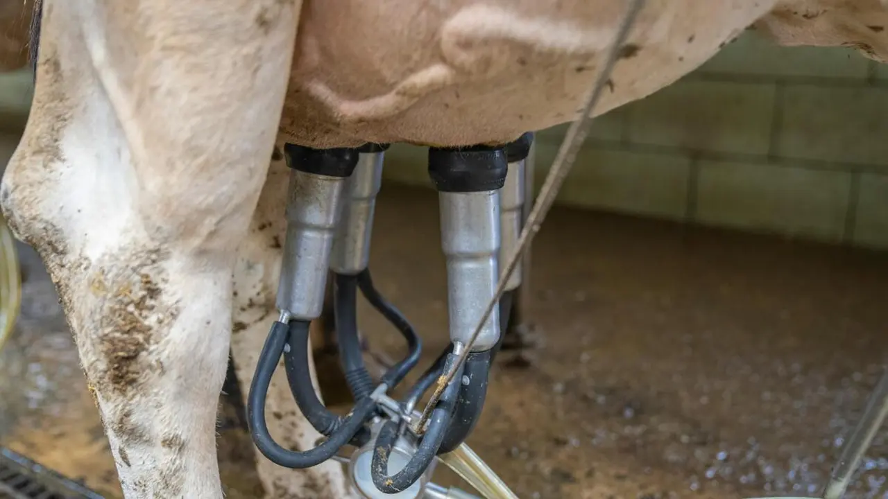 Ordeño de una vaca | Fuente: Pexels