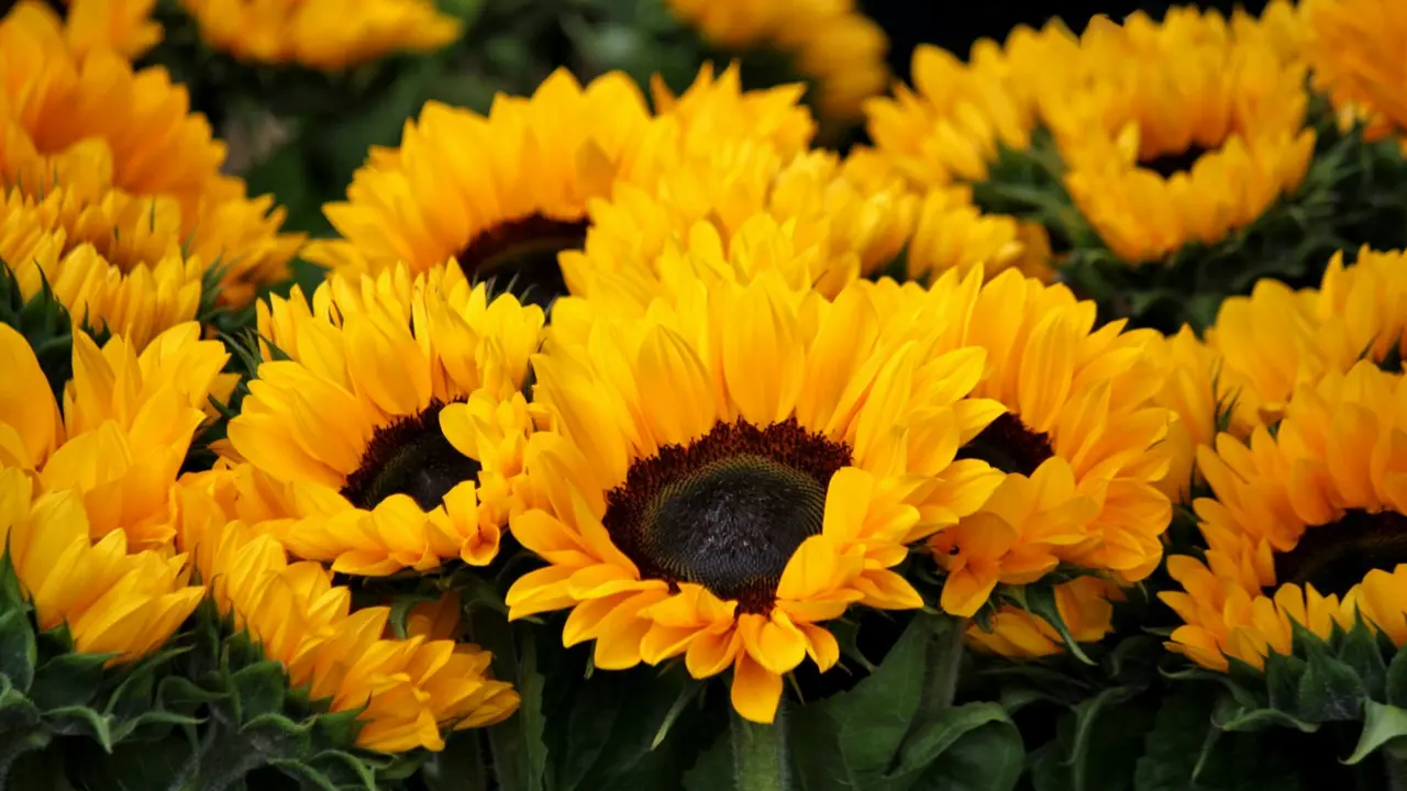 Girasoles amarillos | Fuente: Pexels