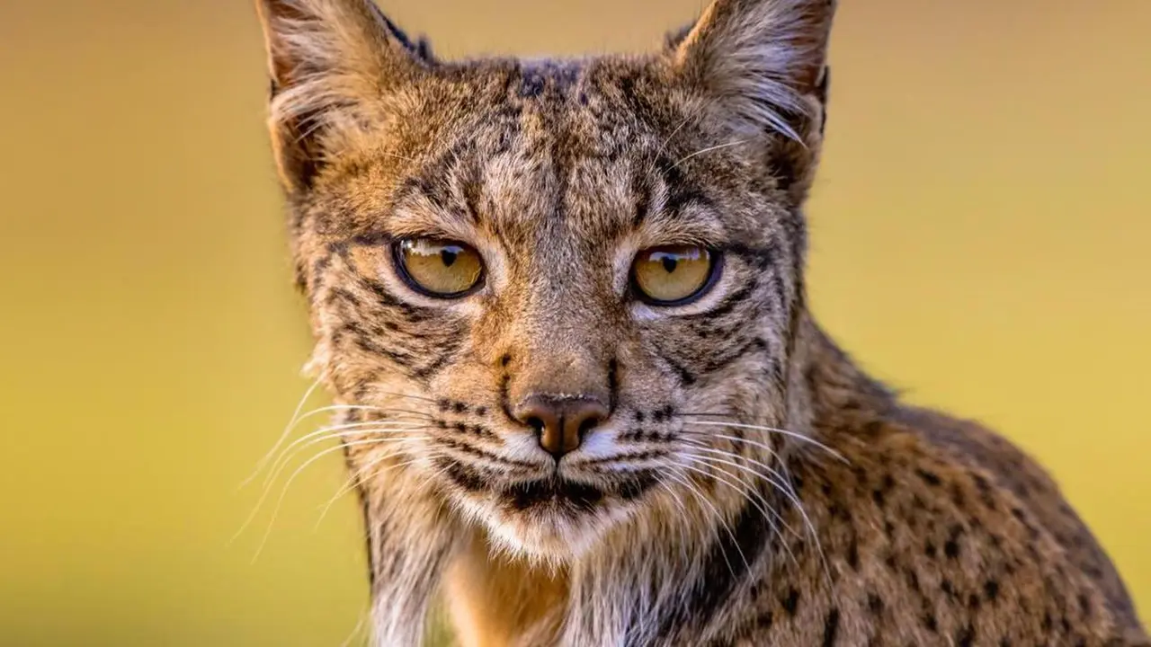 Lince ibérico | Fuente: Getty Images