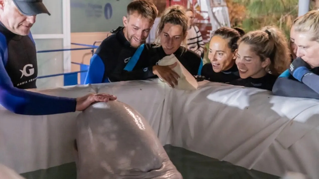 Cuidadores acompañando a la beluga | Fuente: Oceanogràfic Valencia