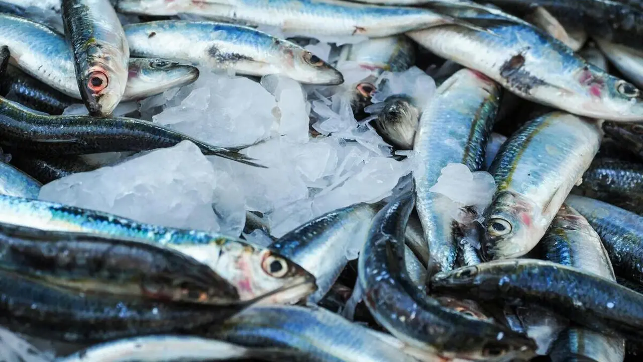 Pescado fresco | Fuente: Pexels