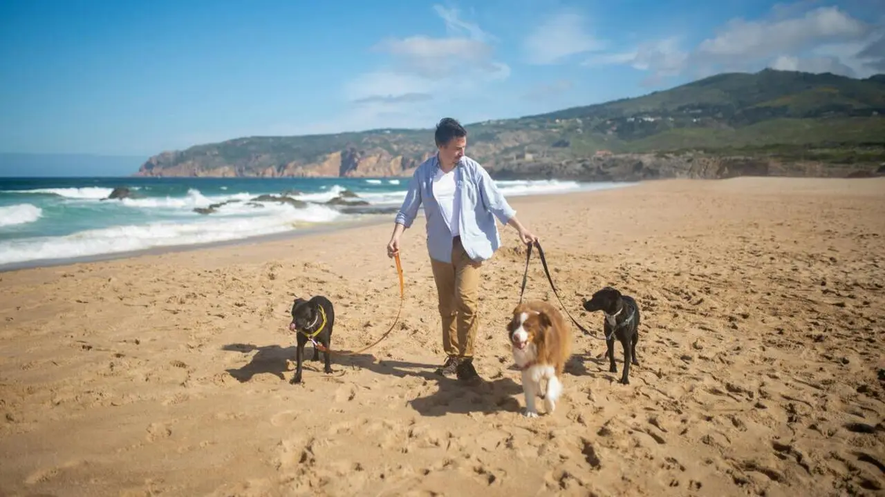 Perros en la playa | Fuente: Pexels