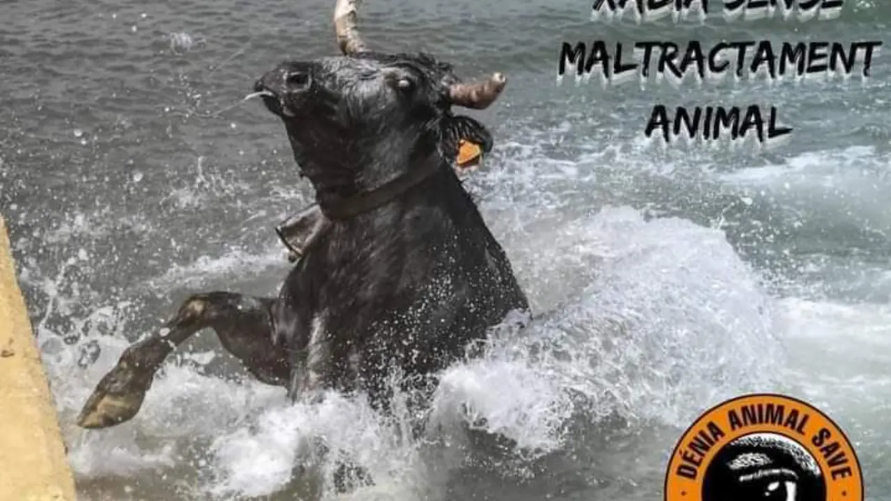 Foto: Dénia Animal Save