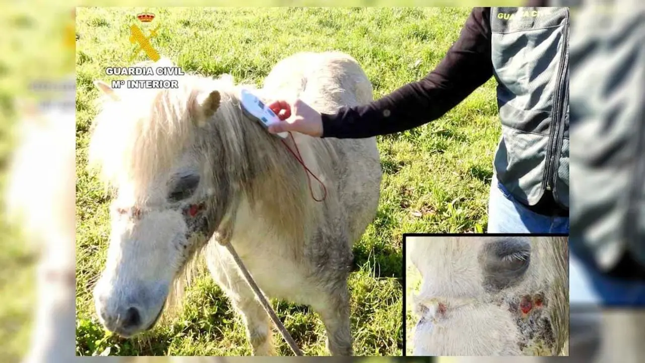 Pony, investigada por arrastrar con un vehículo durante ocho kilómetros a dos cachorros, que murieron