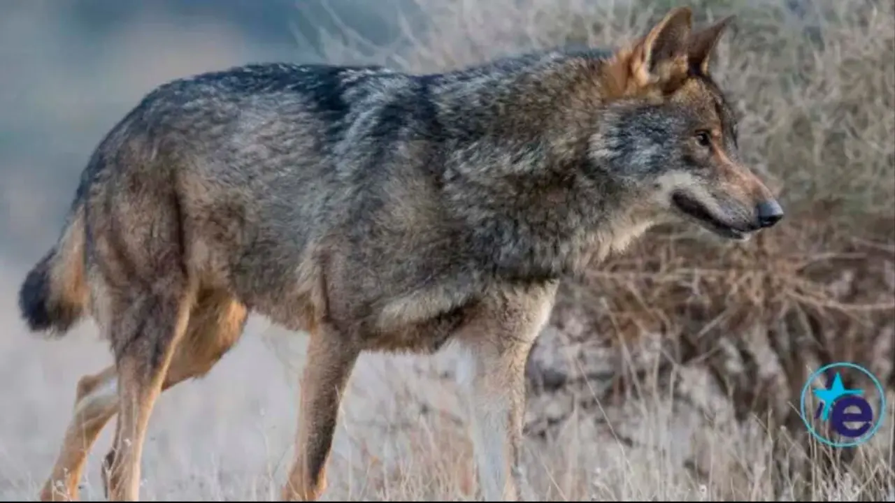 lobo