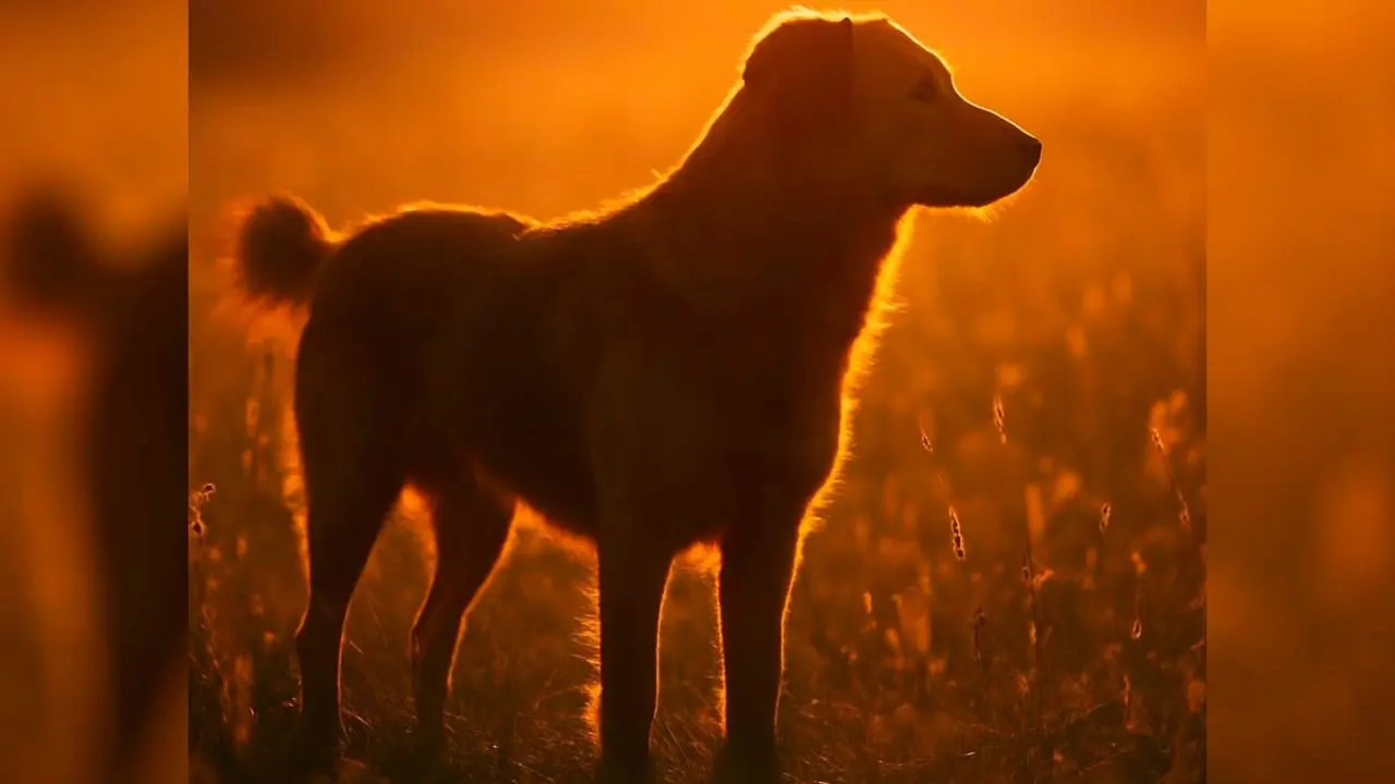 perro/archivo