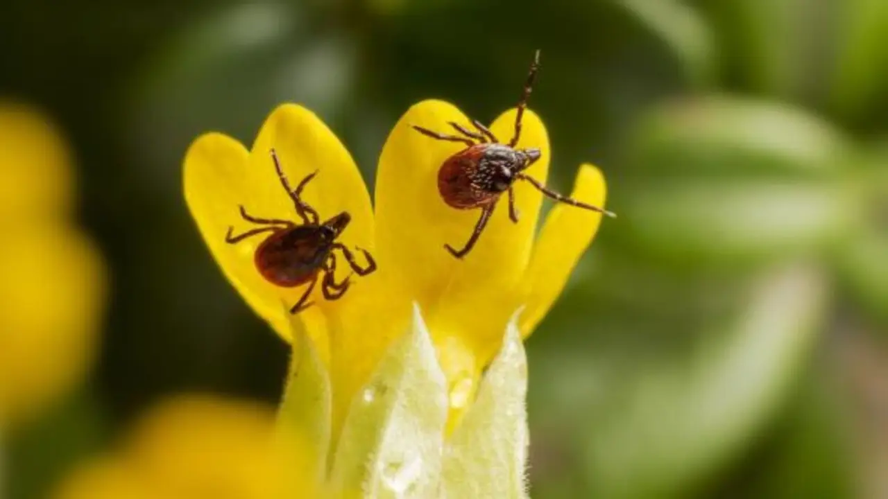 Garrapatas en una flor / Comunidad de Madrid