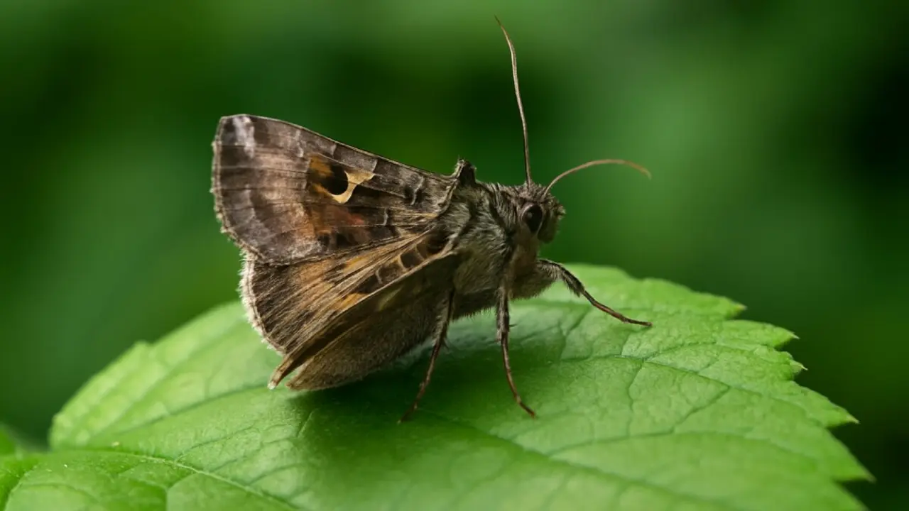polilla