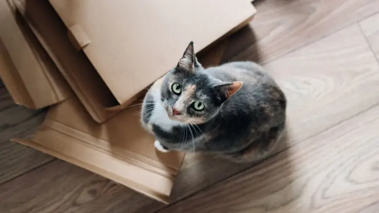 BigMat nos ofrece consejos sobre los mejores suelos para viviendas con mascotas