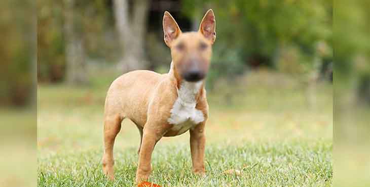 Cae en Bilbao una red de ciberestafadores que utilizaban anuncios falsos de venta de mascotas