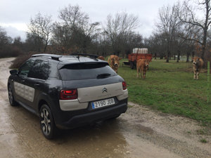 CITROEN CACTUS CAMPO OK