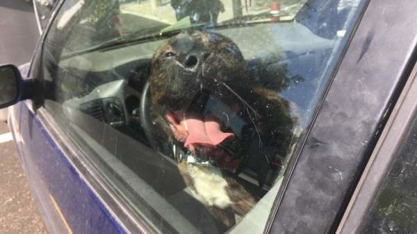 Perro encerrado al sol en un coche