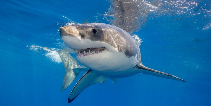 Imagen de un tiburón blanco