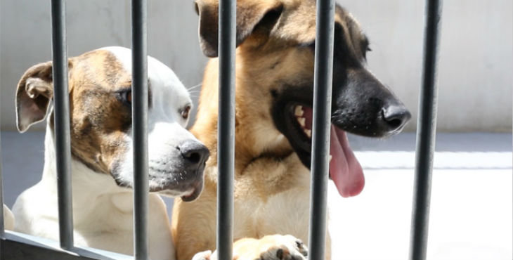 perros