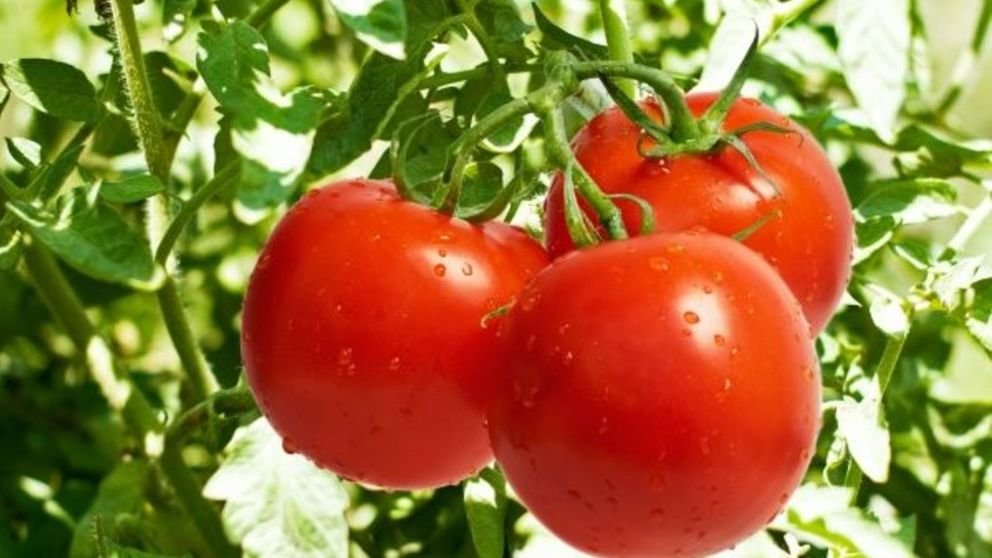 cientificos-catalanes-descubren-por-que-se-vuelven-rojos-los-tomates-al-madurar