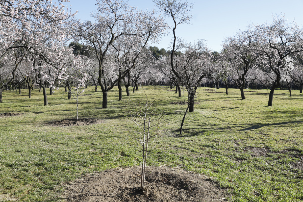 almendros