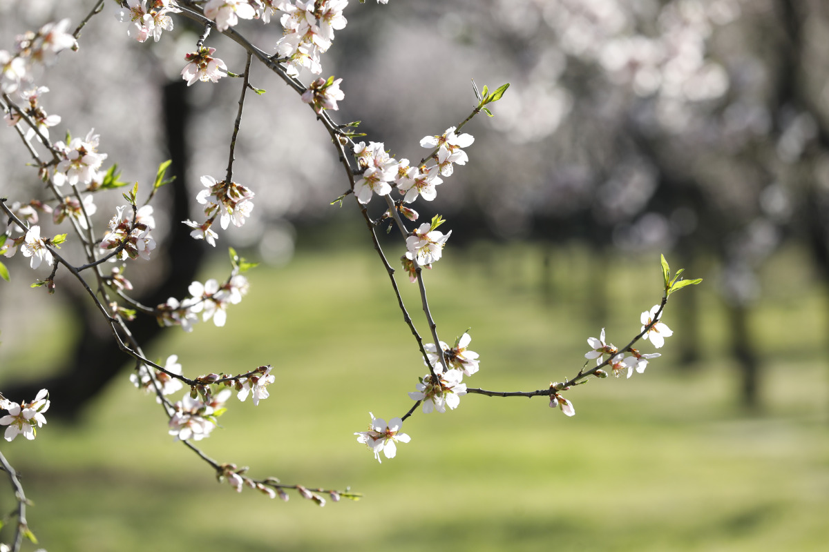 almendros