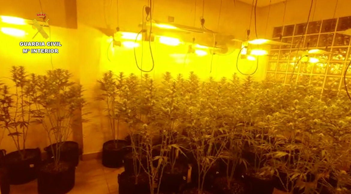 Además de cocaína encontraron una plantación de María