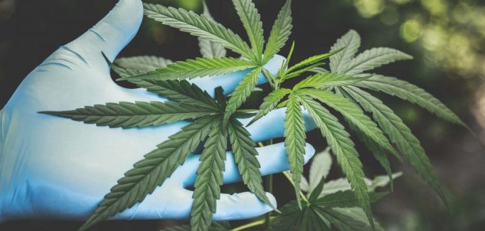 Pexels La Marihuana será legalizada en agosto por el estado de Minnesota