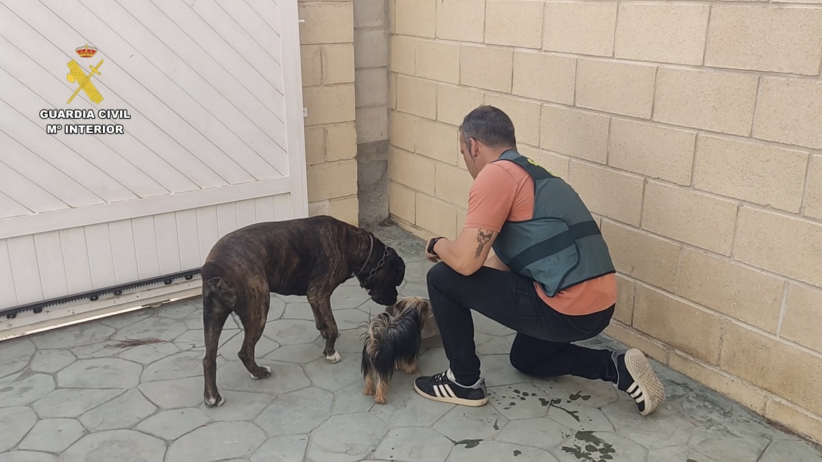 perros