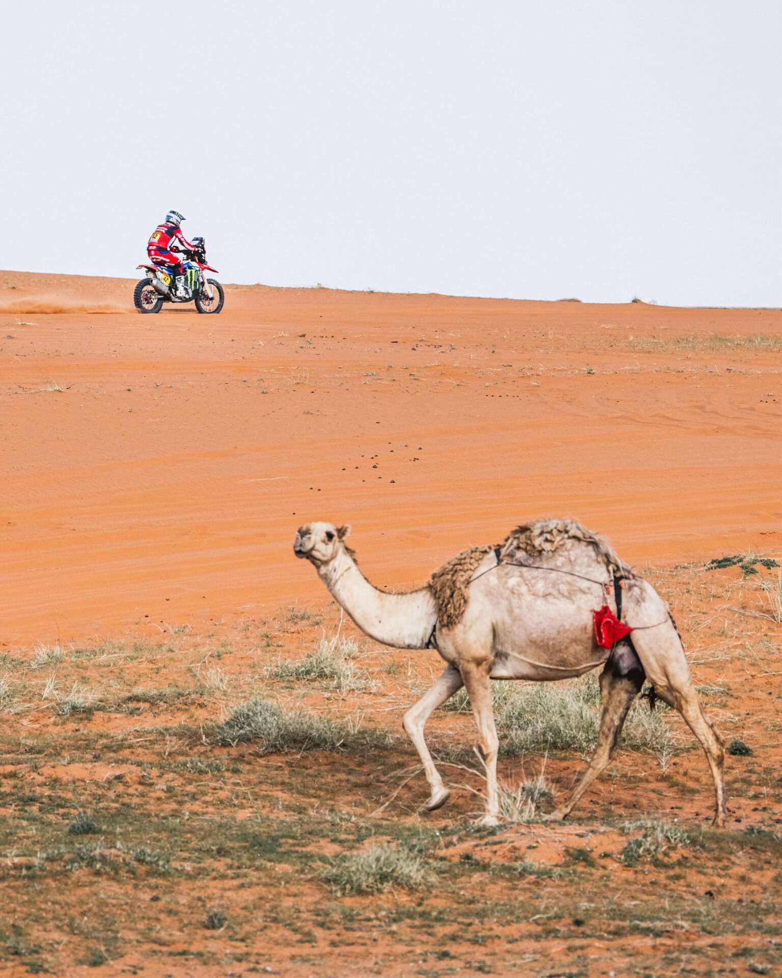 Dakar 2024 Beveren motos camello Arabia Saudi